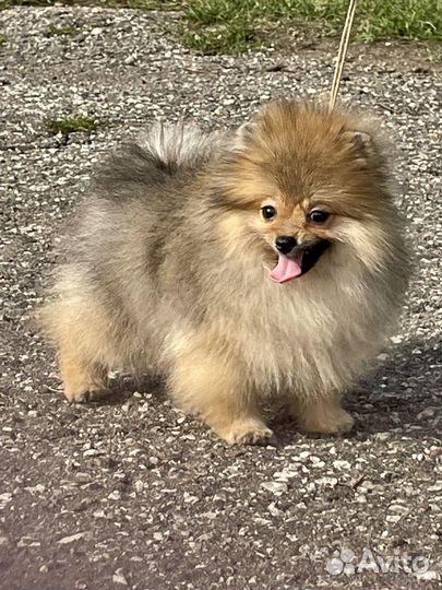 Щеночек померанского шпица