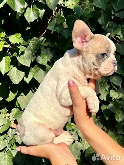 Французский бульдог голубая принцесса