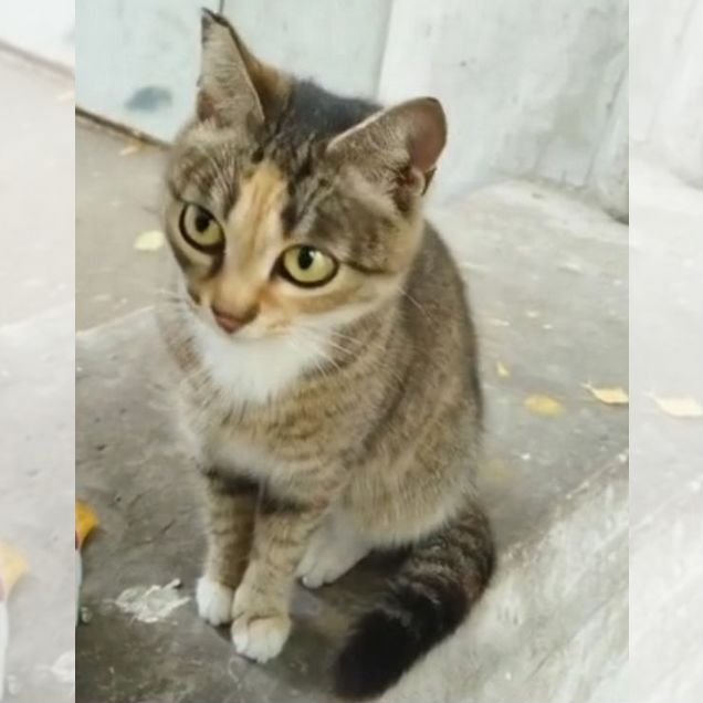 Взрослая, кошка в добрые руки