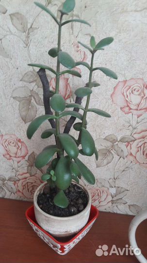 Комнатные цветы