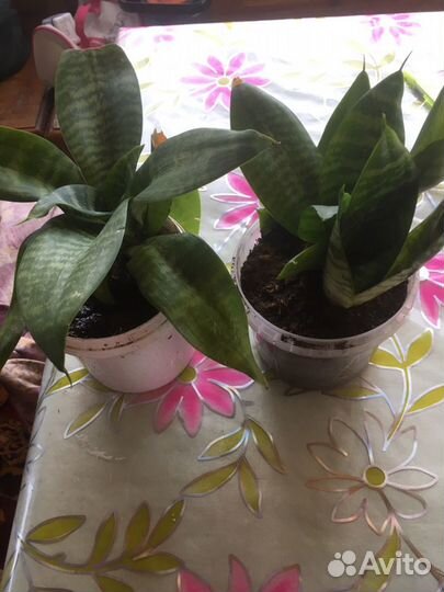 Сансевиерия, манстера