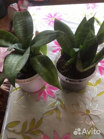 Сансевиерия, манстера