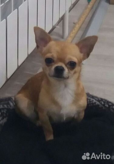 Кобель для вязки чихуа-хуа