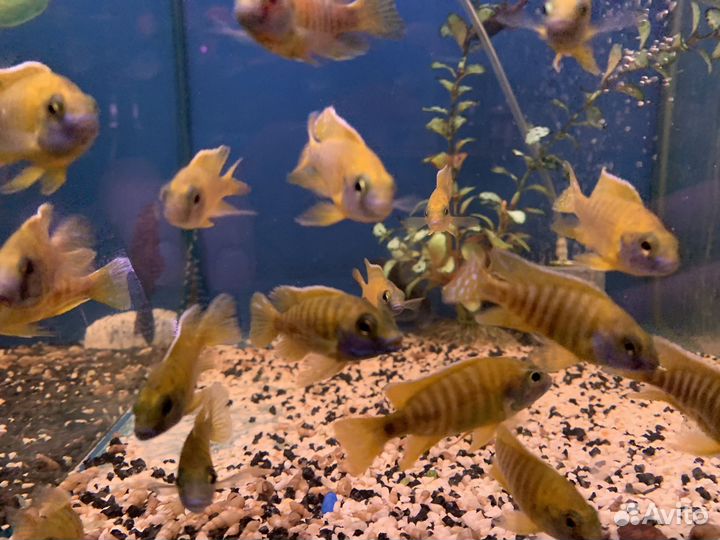 Малавийские цихлиды