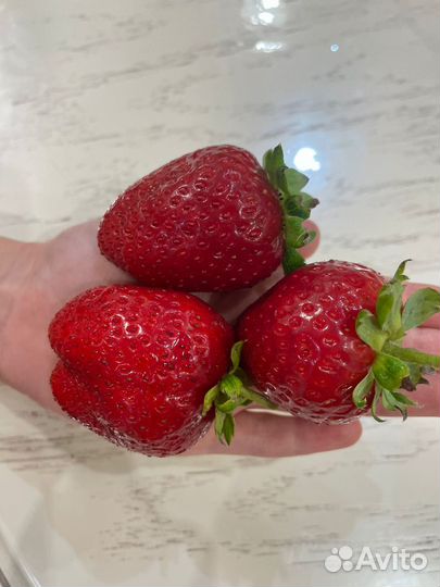 Рассада клубники