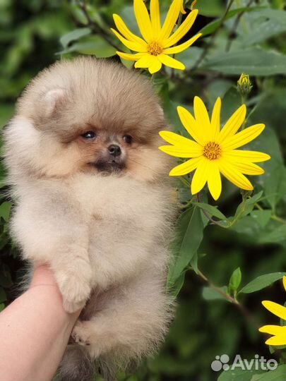 Померанский шпиц девочка