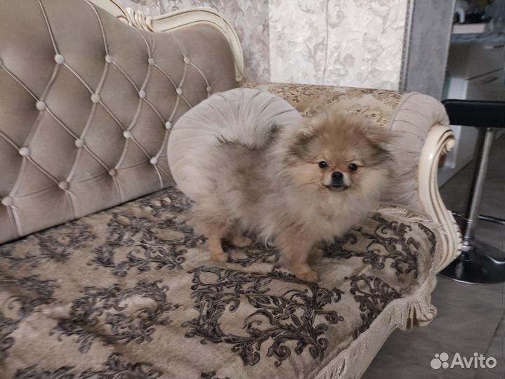 Померанский шпиц девочка