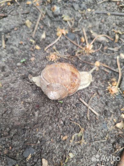 Улитки виноградные