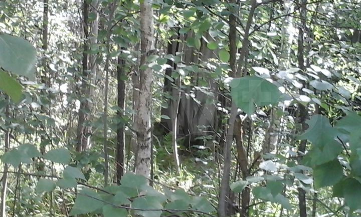 Участок 6 сот. (СНТ, ДНП)