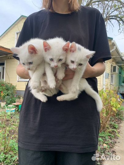 Котята турецкой ангоры