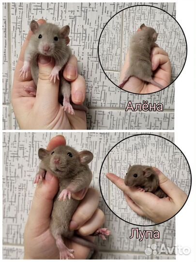 Крысята разные