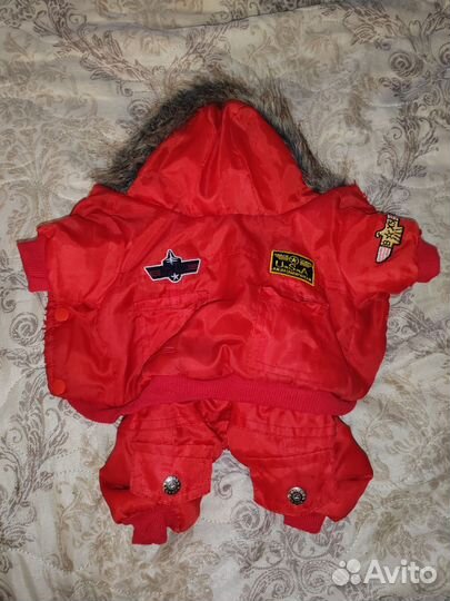 Одежда для чихуахуа