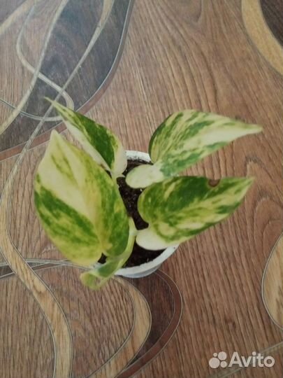 Сциндапсус, традесканция и Hedera Helix (плющ)