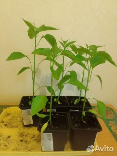 Рассада горького перца