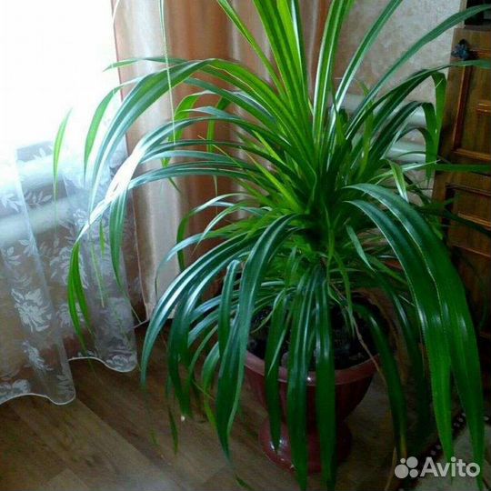 Панданус (винтовая пальма)