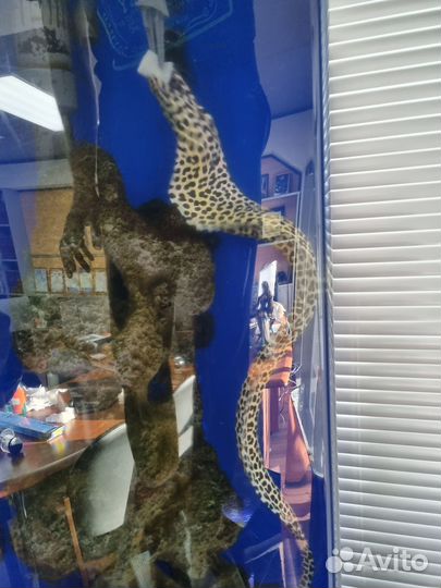 Мурена леопардовая 60 см. Морской аквариум 250 л