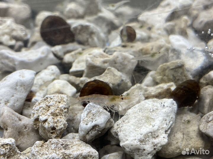 Креветка аквариумная