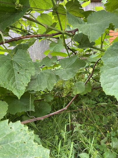 Дом 51 м² на участке 5,5 сот.