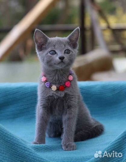 Котенок девочка