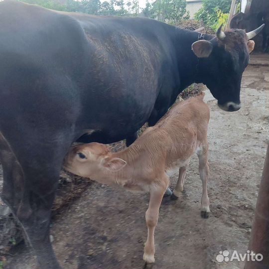 Корова и теленок