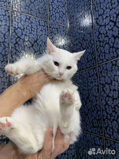 Голубоглазка