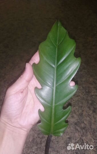 Филодендрон карамель марбл