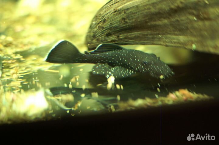 Номерные сомы L134, 184, 201, 340