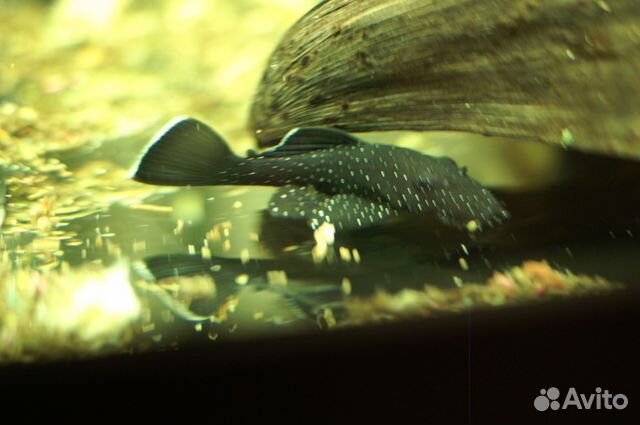 Номерные сомы L134, 184, 201, 340