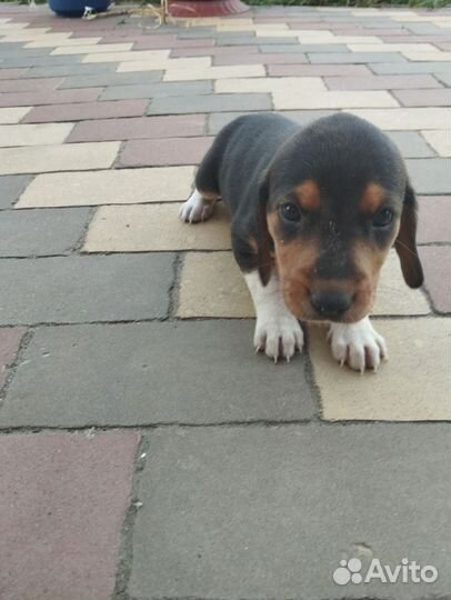 Эстонская гончая щенки