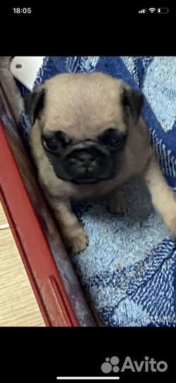 Щенки мопса девочки