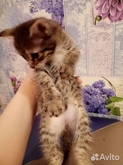 Отдам котенка - девочку