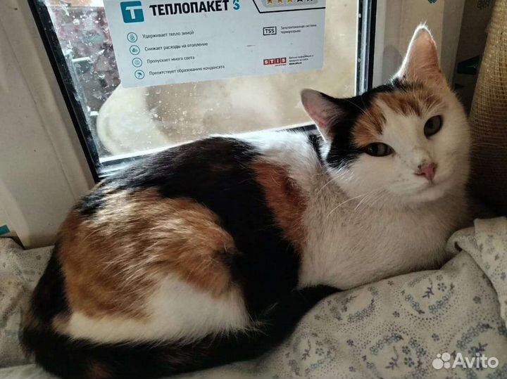 Кошечка в добрые руки
