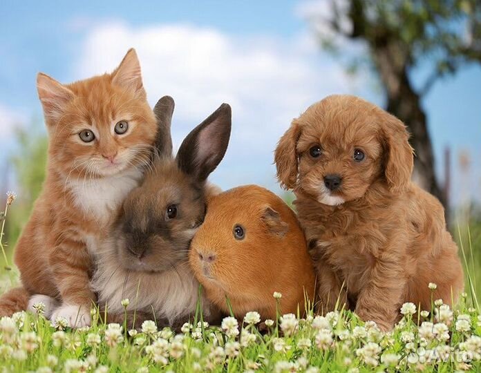 Передержка домашних животных