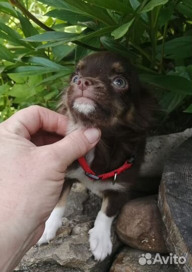 Шоколадные девочки