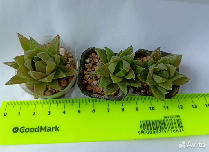 Суккуленты хавортии