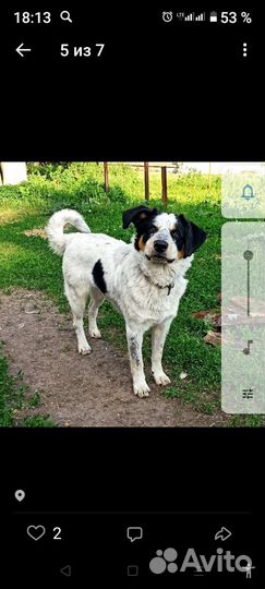 Собака в добрые руки