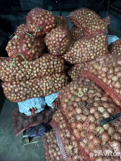 Лук на выгонку пера опт от 10 тонн калибр 3-5 см