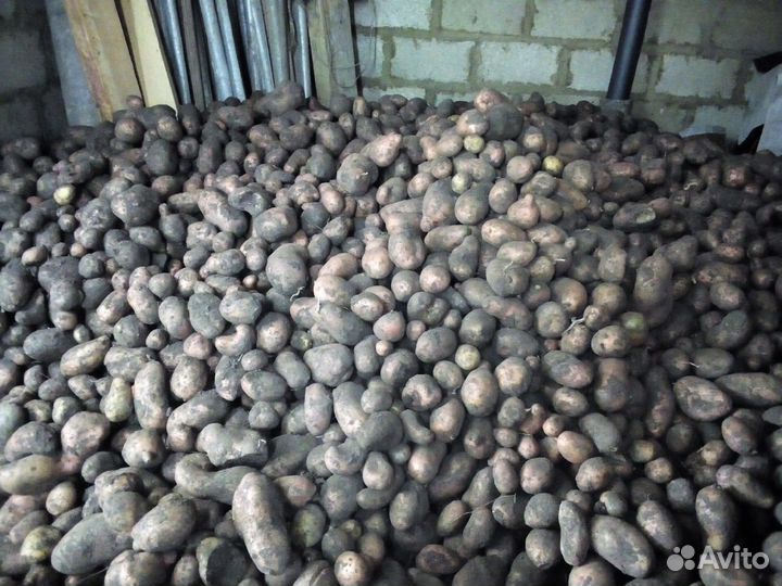 Продам картофель