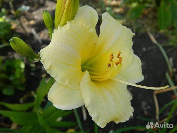 Лилейники сортовые