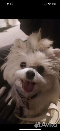 Выгул собак