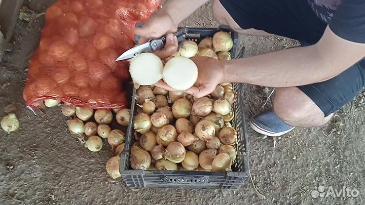 Лук Оптом. Краснодар, 28.07.2023
