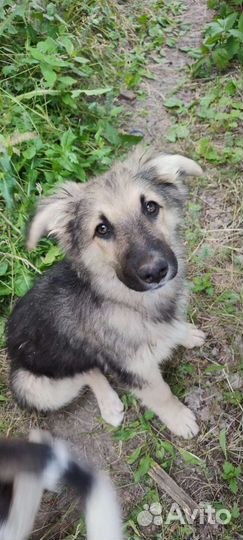 Щенки в добрые руки