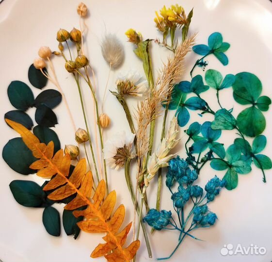 Сухоцветы для творчества