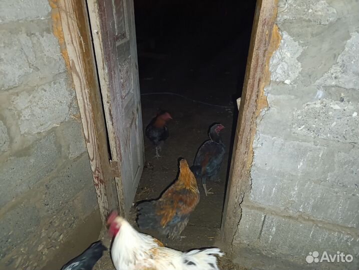 Питухи молодые