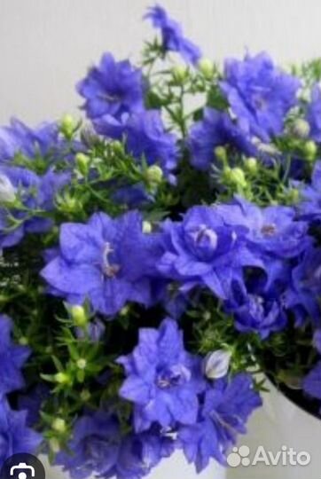 Кампанула махровая жених