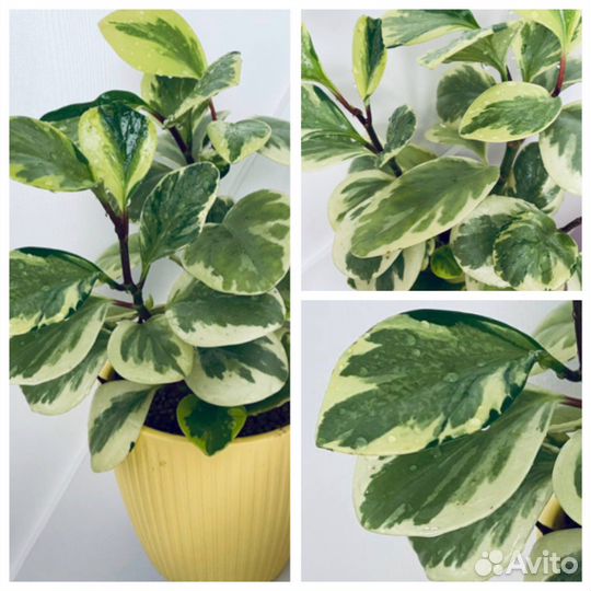 Пеперомии сортовые