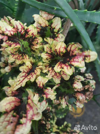 Колеусы сортовые