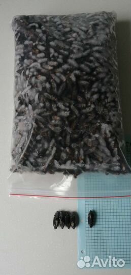 Замороженный сверчок банановый