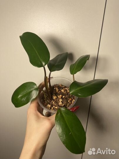 Филодендрон краснеющий