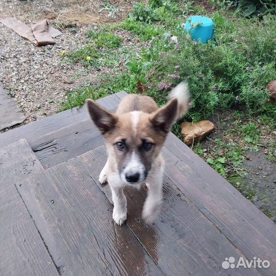 Щенки в добрые руки. Доставка. Примерный возраст 5